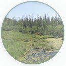 Mitigation Section - click to go to Mitigation Section
